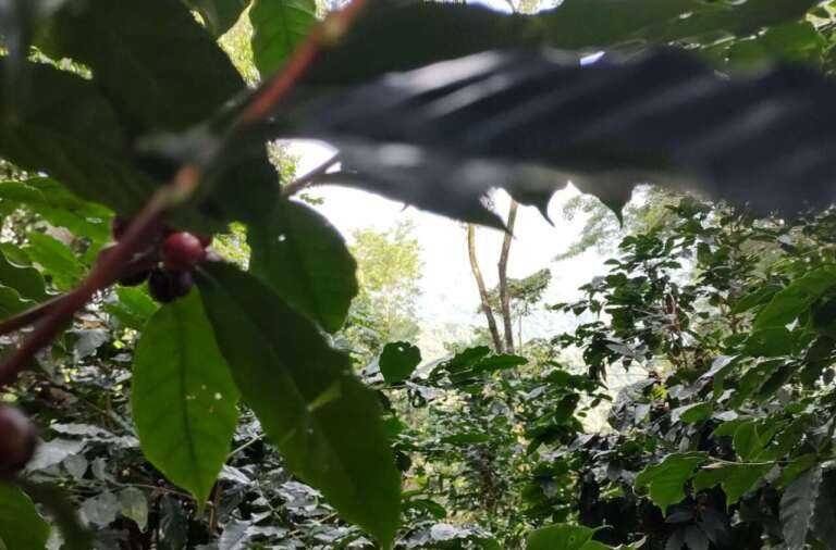 OAXACA, INTO THE FOG.